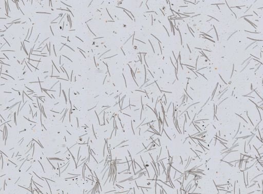 Niphates erecta