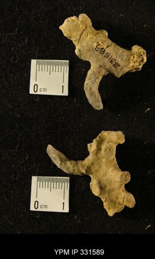 undet. Bryozoa