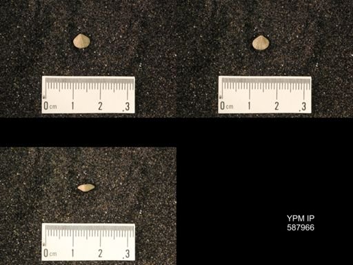 Zygospira modesta