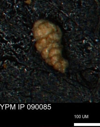Verneuilinoides kansasensis
