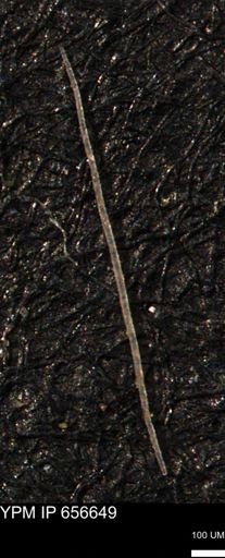 undet. Porifera