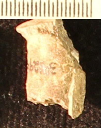 Baculites