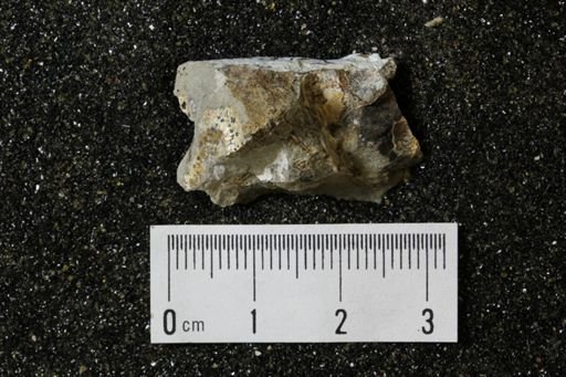 undet. Mollusca