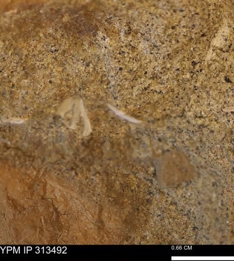 undet. Mollusca