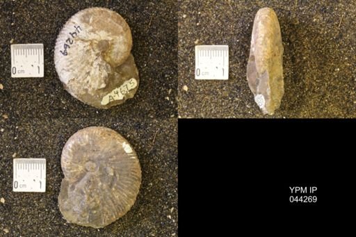 Hoploscaphites comprimus