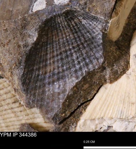 Parallelodon (Cosmetodon) sp.