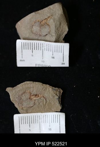 Phyllocystis sp.