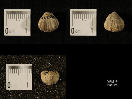 Wellerella osagensis