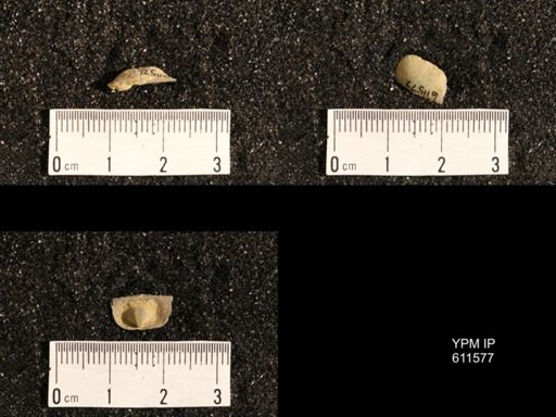 Lissochonetes geinitzianus
