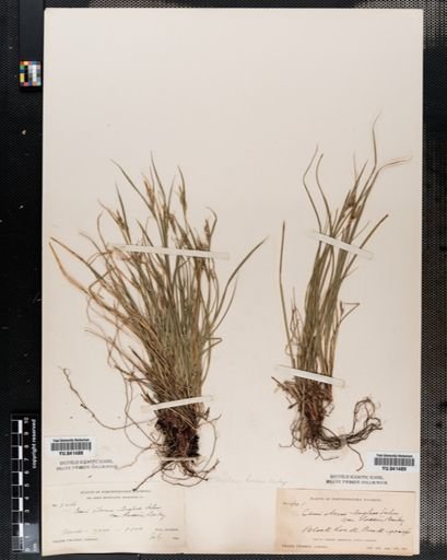 Carex