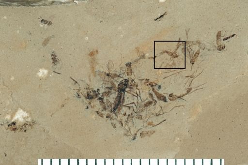 Diptera