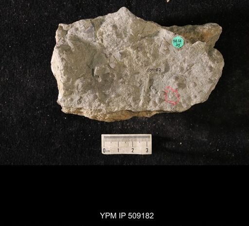 Sowerbyella sp.