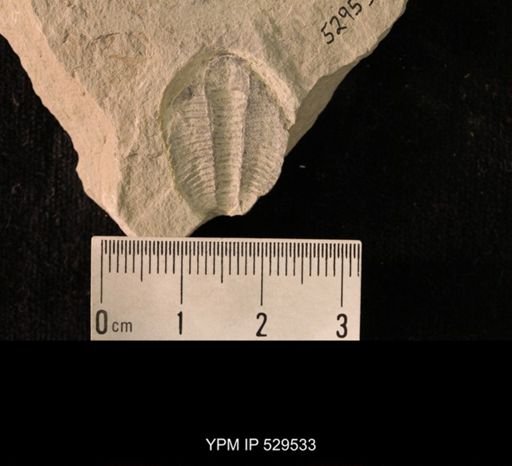 Modocia laevinucha