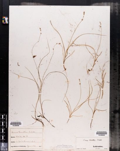 Carex disperma