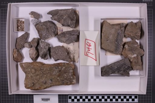 mixed taxa, stratigraphic collection