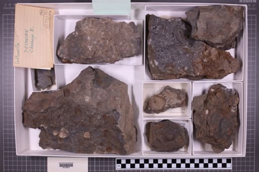 mixed taxa, stratigraphic collection