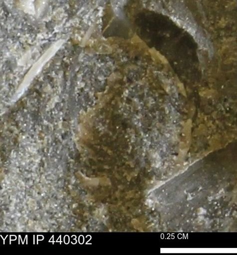 undet. Bivalvia