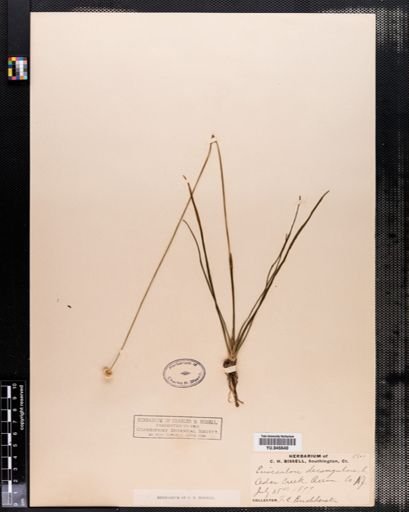 Eriocaulon decangulare