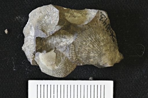 Oxytoma (Hypoxytoma)