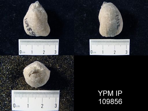 Virgiana barrandei