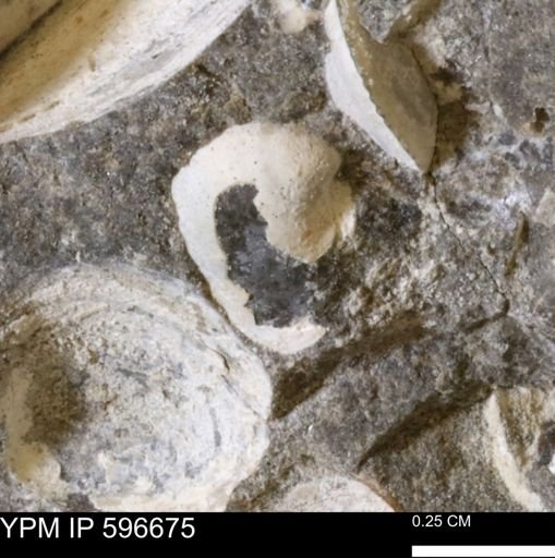 Protocardia sp.