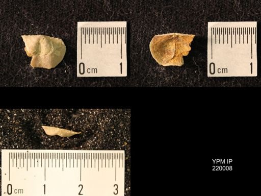Chonetes sp.