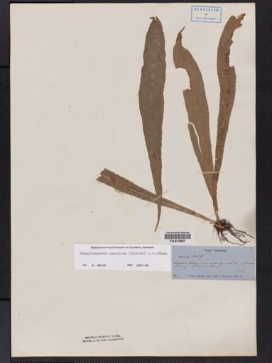 Campyloneurum