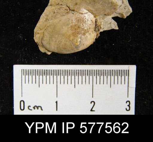 Orbiculoidea convexa