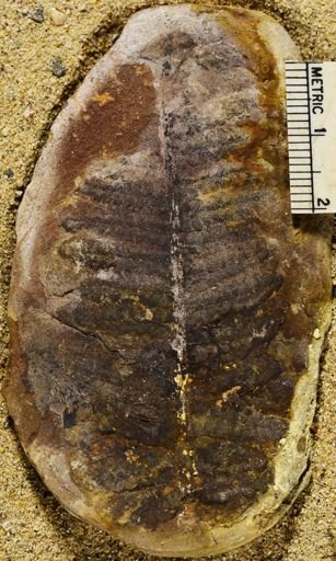 Pecopteris