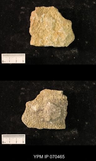 Favosites brownsportensis