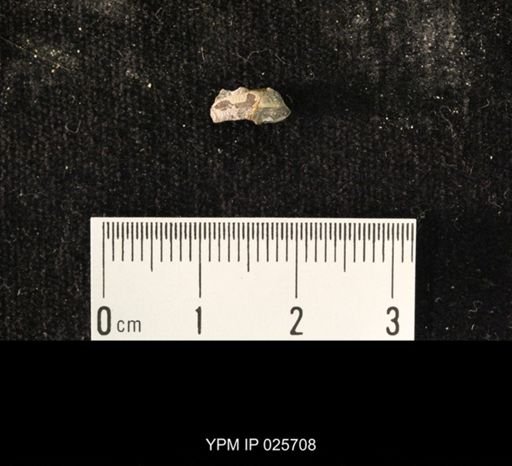 Curculionites northropi