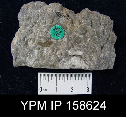 Clorinda anticostiensis