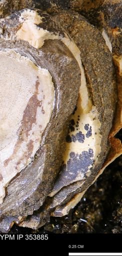 undet. Bivalvia