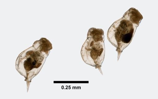 Enteroplea lacustris