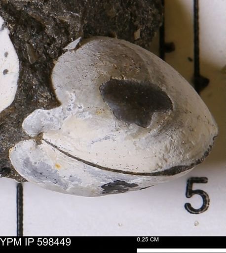 Limopsis striatopunctatus