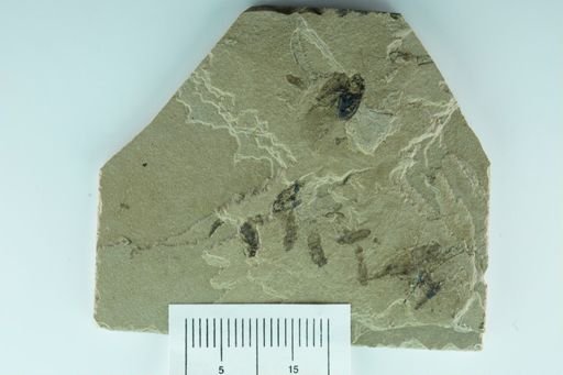 undet. Cryptorhynchinae