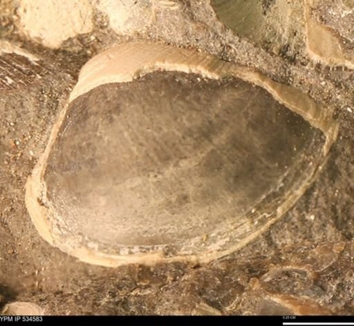 undet. Eurypterida