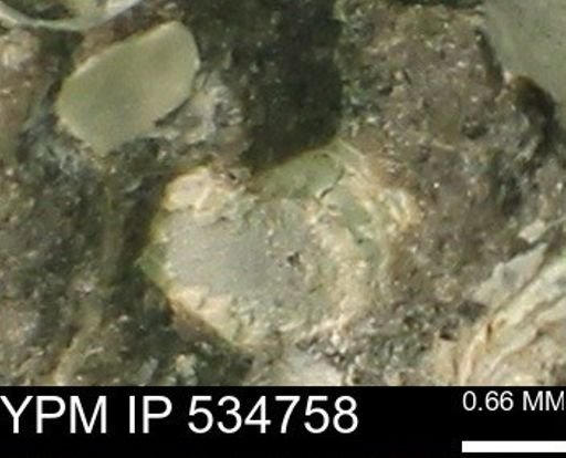 Protocardia subquadrata