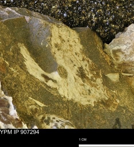 Ammonoidea?