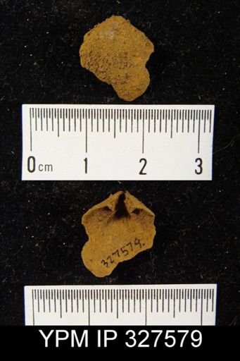 Beachia sp.