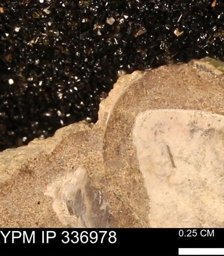undet. Mollusca