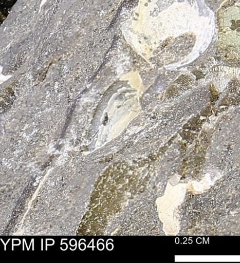 undet. Mollusca