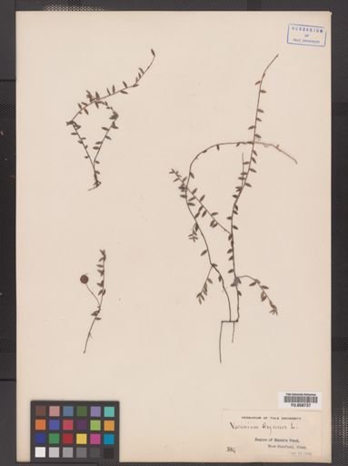 Vaccinium oxycoccos