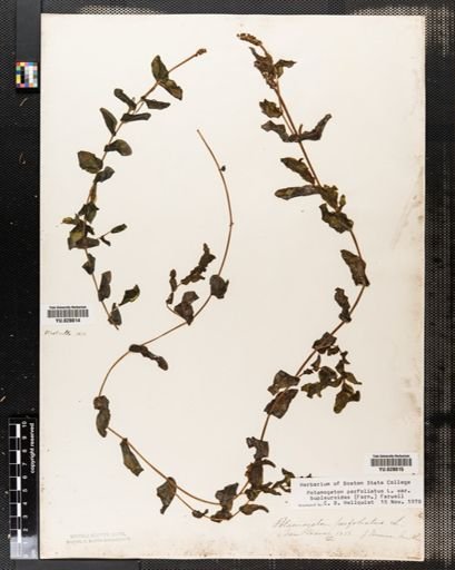 Potamogeton perfoliatus bupleuroides