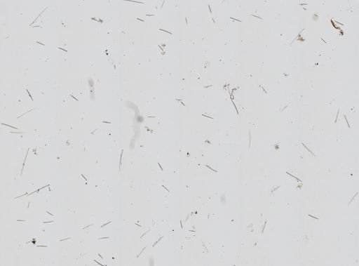 Chalinula loosanoffi