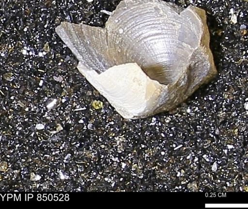 Limopsis striatopunctatus