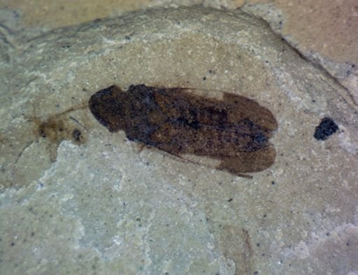 undet. Hemiptera