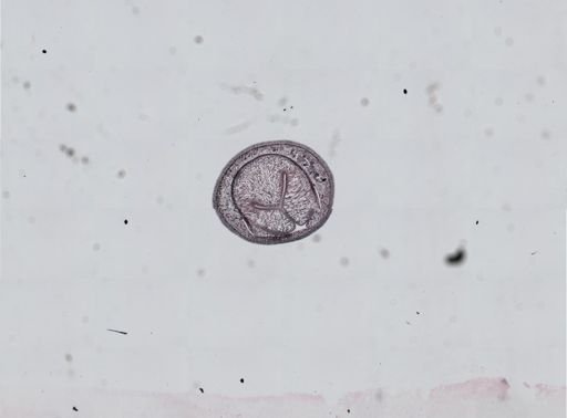 Plagiostomum cinctum