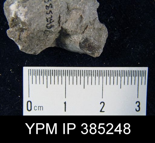 undet. Brachiopoda