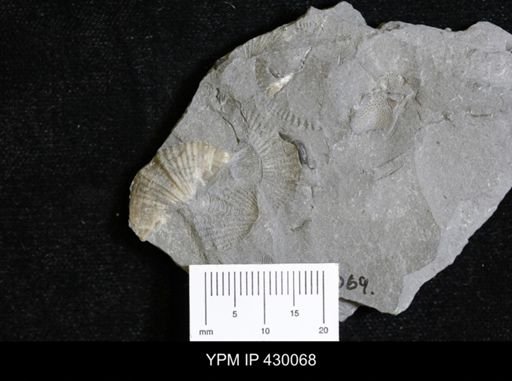 Mucrospirifer mucronatus